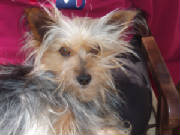 Yorkshire Terrier