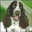 Max The Springer Spaniel